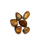 Petrified/Fossilized Wood