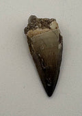 Mosasaur Tooth Fossil
