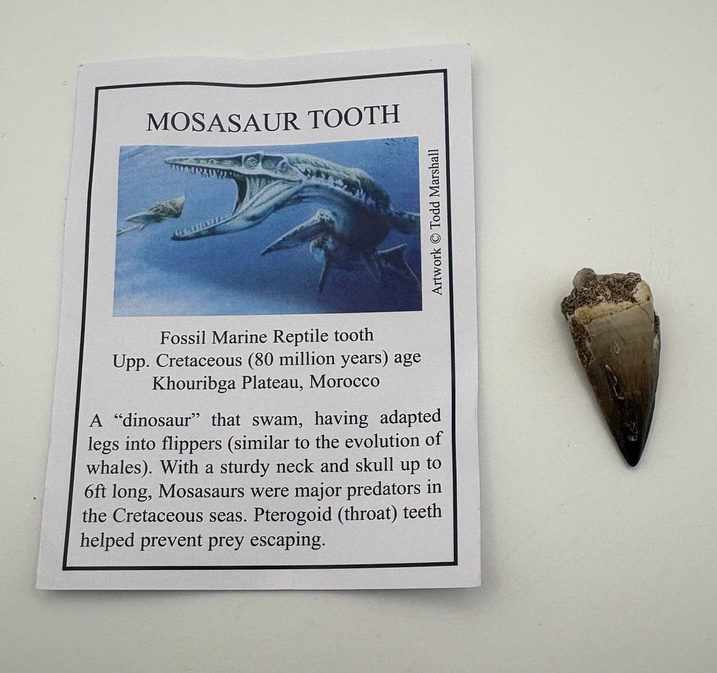 Mosasaur Tooth Fossil