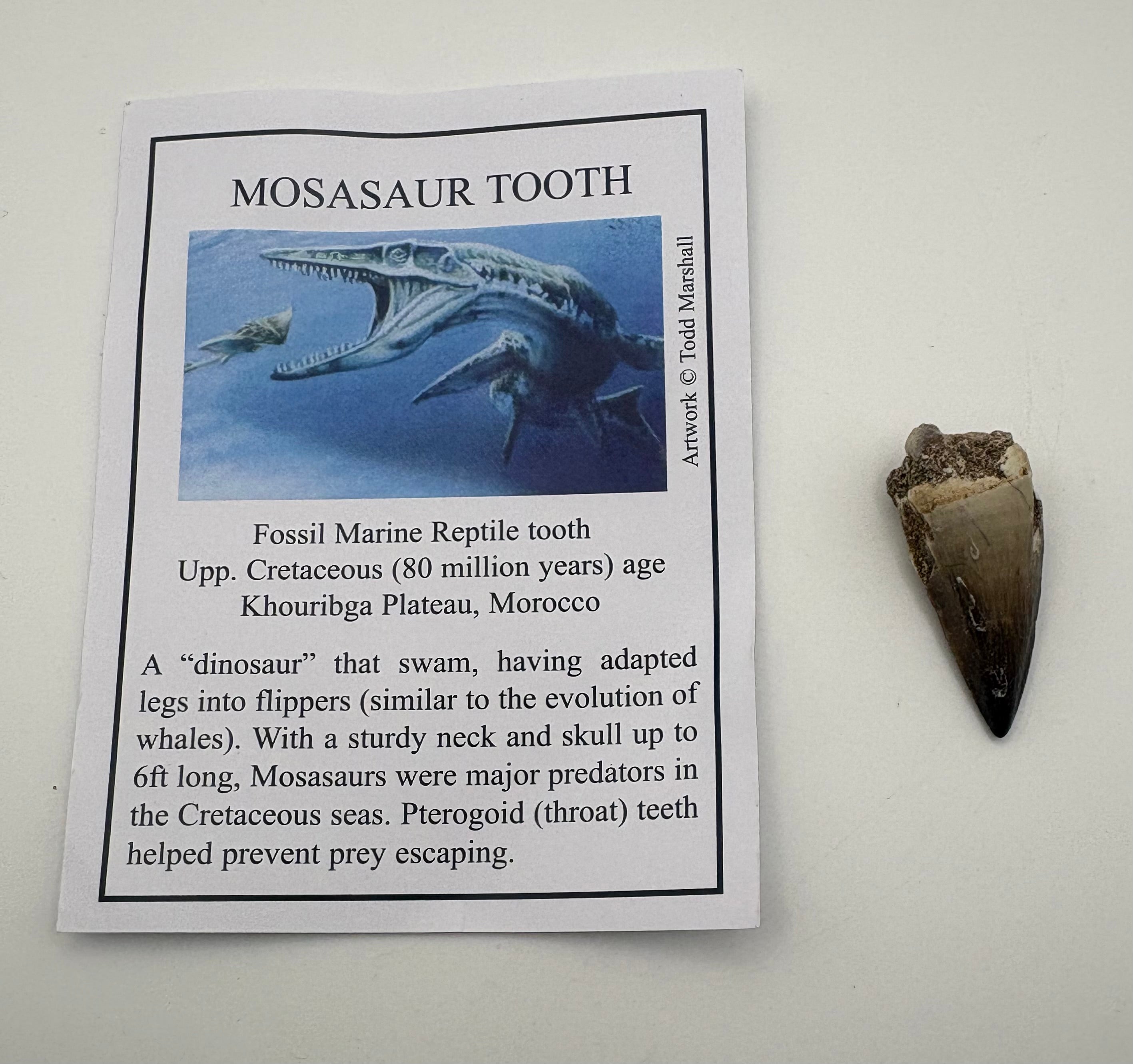 Mosasaur Tooth Fossil