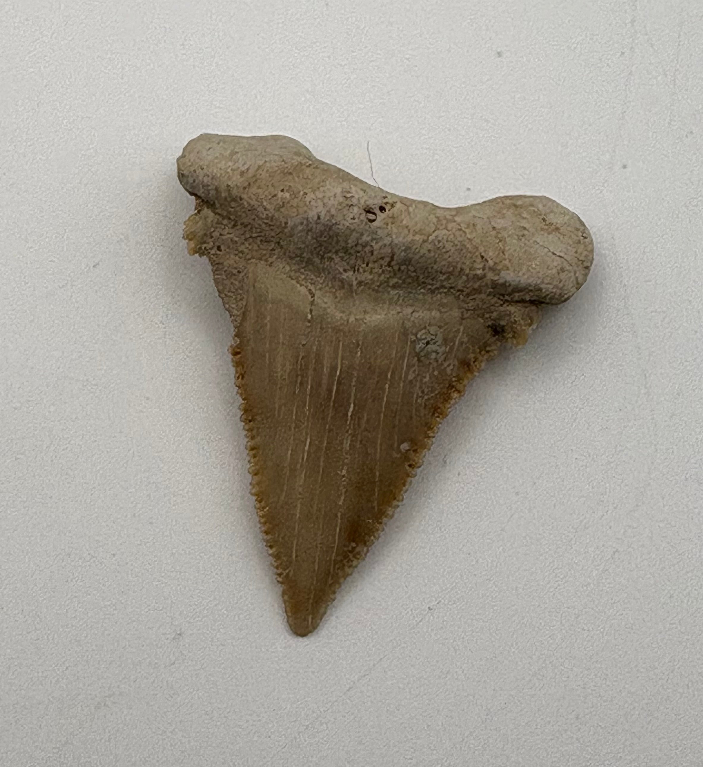 Shark Tooth Fossil