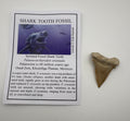 Shark Tooth Fossil