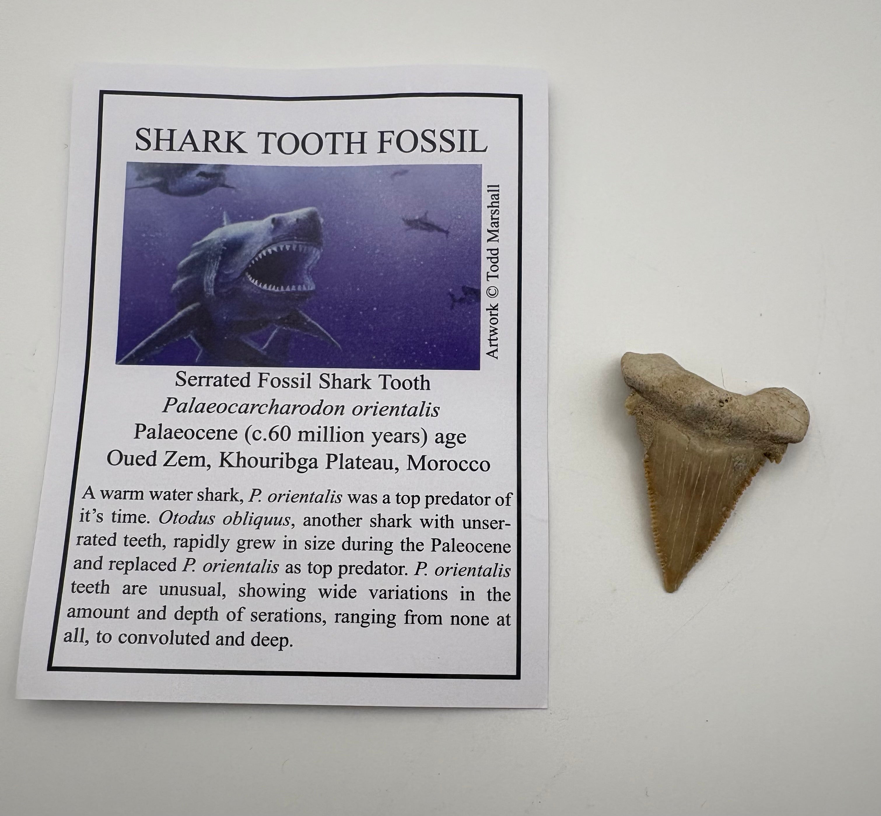 Shark Tooth Fossil