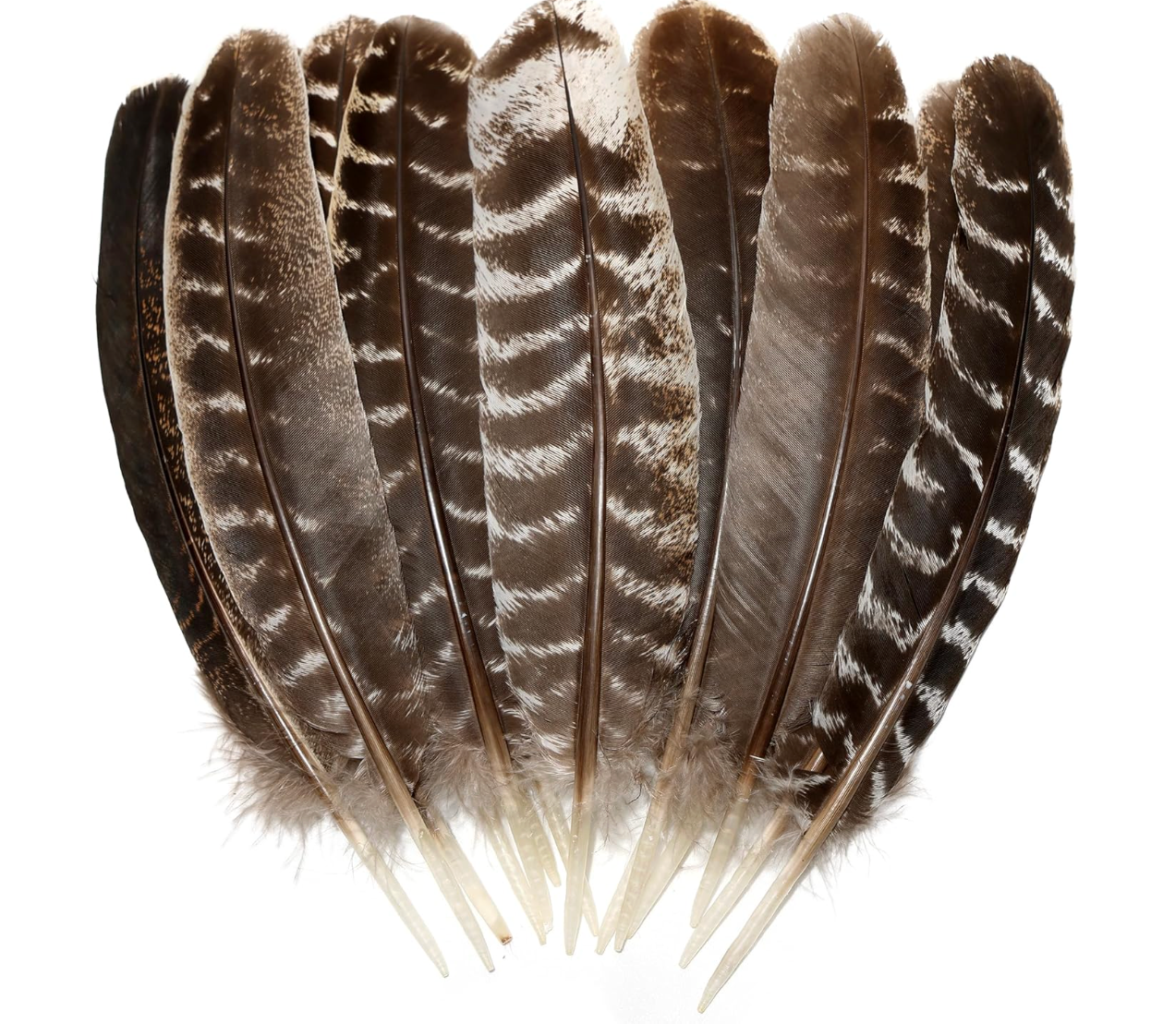 Smudging Turkey Feather