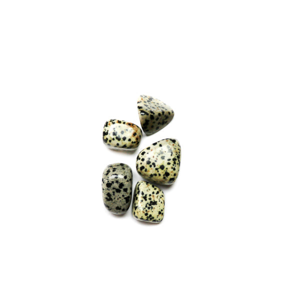 Dalmatian Jasper