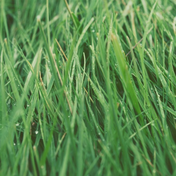 Lemongrass Essential Oil